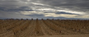 Ribera del Duero